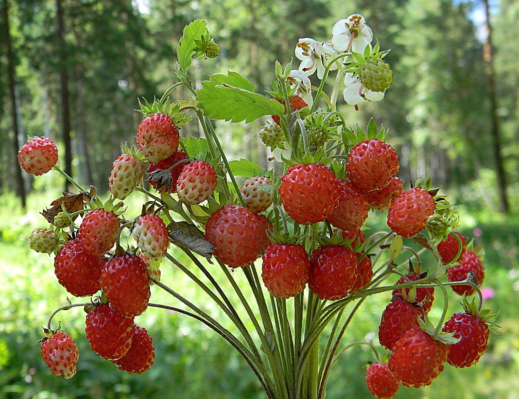Айга кырын карама (5-11 июль)